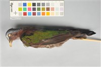 藏品(翠翼鳩)的圖片